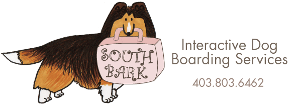 South Bark - Interactive Dog Boarding