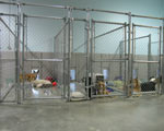 South Bark Boarding Kennel Pictures
