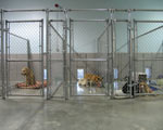 South Bark Boarding Kennel Pictures